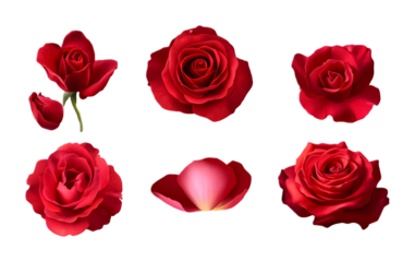 Different parts of red rose flower isolated on a transparent background