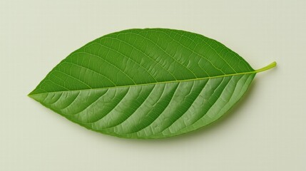 Obraz premium A leaf is shown in a close up