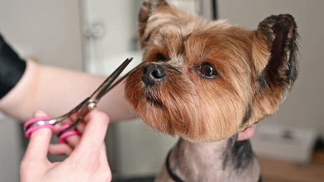 Pet hygiene is key for healthy life. Yorkshire terrier receives regular grooming to maintain cleanliness, prevent matting, and ensure a fresh, tidy appearance close up, dog muzzle trim