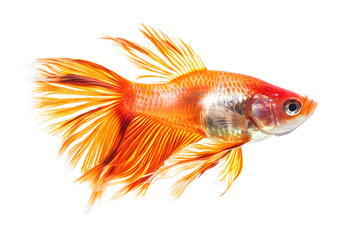 Fototapeta premium Discus fish on a transparent background. isolated background.