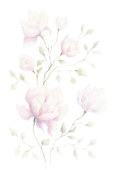 Fototapeta premium Isolated floral design element. Hand drawn watercolor painting pink magnolia rose flowers with green leaves on white background. Beautiful nature element for design, greeting card, decoration.
