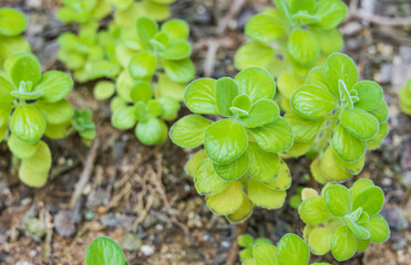 A cuban oregano with small, cute light green leaves. succulents - plectranthus tomentosa, Vicks plant