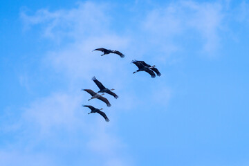 cranes flying in the snowy sky