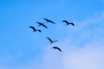 cranes flying in the snowy sky