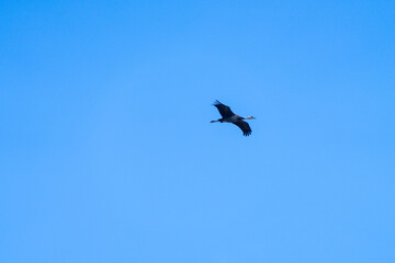 cranes flying in the snowy sky