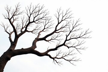 Fototapeta premium Intricate network of bare branches isolated on white , texture, white background