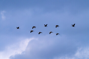 cranes flying in the snowy sky