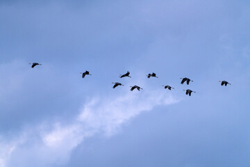 cranes flying in the snowy sky