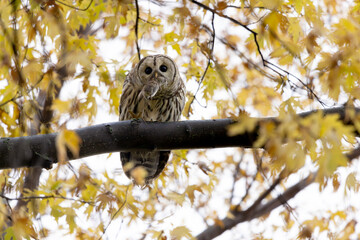 Barred owl Strix varia holding its prey a vole while perched high in a tree filled with golden autumn leaves