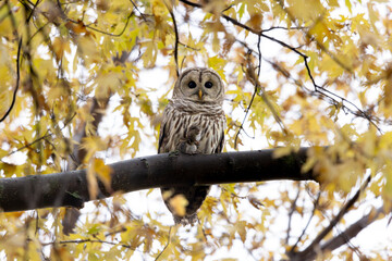 Barred owl Strix varia holding its prey a vole while perched high in a tree filled with golden autumn leaves