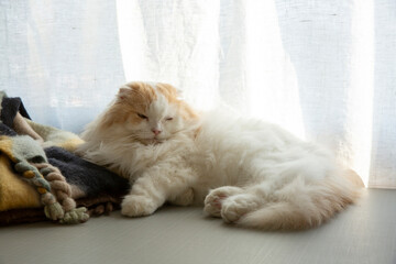 A sleeping adorable fluffy cat 