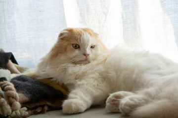 A very adorable fluffy cat 