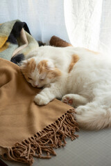 A sleeping adorable fluffy cat 