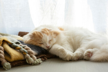 A sleeping adorable fluffy cat 