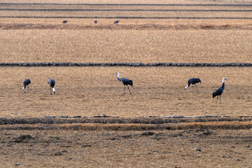 cranes and wild geese on the rice field in the snowy weather