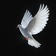 Obraz premium Close-up of a dove in mid-flight against a black backdrop, contrast, celestial, silhouette, beauty