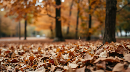 Autumn Maple Leaves Close-Up Design
