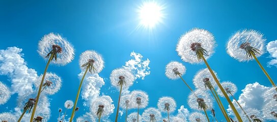 Dandelions under sunny sky, fluffy seeds, nature background, spring