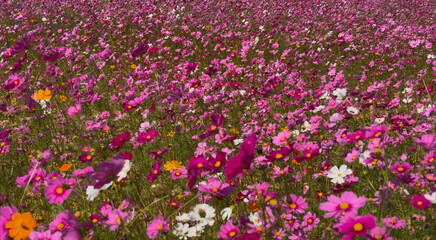 Fototapeta premium A vibrant field of pink, white, and orange cosmos flowers swaying gently in the wind, creating a soothing and colorful natural scene.