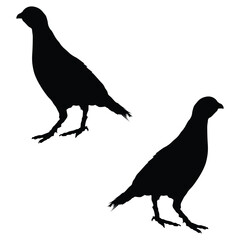 Chukar Silhouette, Chukar Vector Silhouette, Chukar cartoon Silhouette, Chukar illustration, Chukar icon Silhouette, Chukar Silhouette illustration