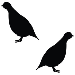 Chukar Silhouette, Chukar Vector Silhouette, Chukar cartoon Silhouette, Chukar illustration, Chukar icon Silhouette, Chukar Silhouette illustration