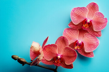 Orange und gelb blühende Orchidee auf Pastell blauem Hintergrund