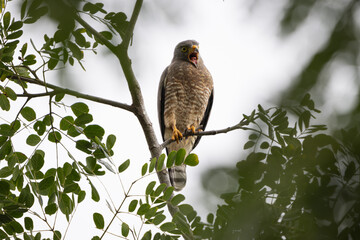 Rupornis magnirostris