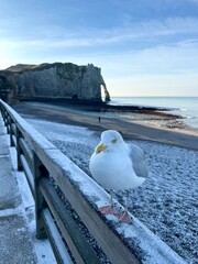 seagull on the pier