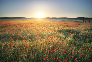 Spring poppies flowers in meadow.