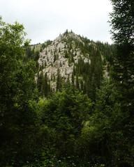 trees in the mountains