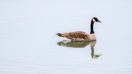 Obraz premium Canada geese, waterfowl with black beaks and white feathers, swim in the wild waters of a Canadian lake