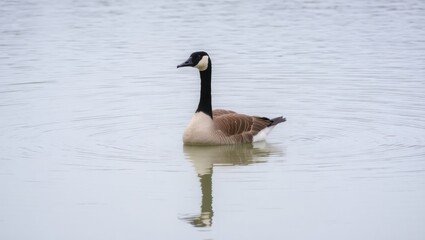 A family of geese swimming in a lake surrounded by nature, with black and white feathers, in a peaceful wildlife setting