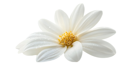 Elegant white flower on a transparent background. isolated background.