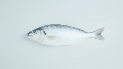 Fresh Sea Bass:  A single, glistening sea bass, with its characteristic silver scales and delicate fins, is presented against a clean backdrop, ready for culinary inspiration.  