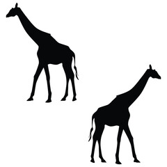 Giraffe Silhouette, Giraffe Vector Silhouette, Giraffe cartoon Silhouette, Giraffe illustration, Giraffe icon Silhouette, Giraffe Silhouette illustration