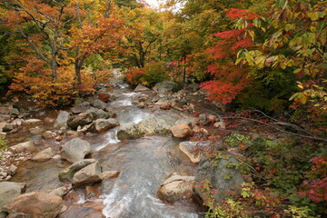 紅葉に染まる渓谷