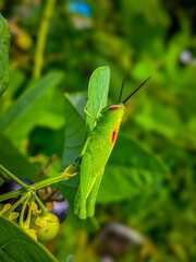 A green grasshopper on a green leaf 