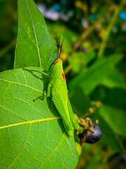 Young grasshopper