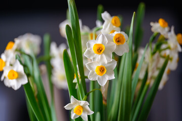 水仙の生花