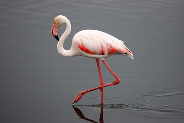Flamingo in Walvis Bay Namibia