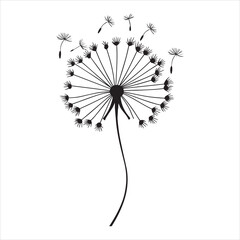 Delicate Dandelion Plant Vector Illustration for Illustrations 