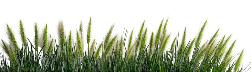 A vibrant field of blooming white flowers swaying gently in the breeze. transparent background