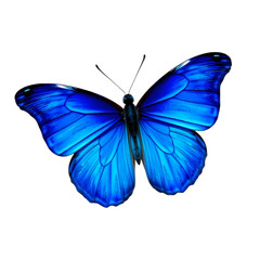 Fototapeta premium Vibrant Blue Morpho Butterfly Isolated Black Background Detailed Wings Nature Insect art dark macro 