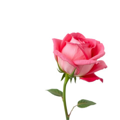 Single Pink Rose Blossom Elegant Flower Dark Background Romantic Floral red card love soft stem     