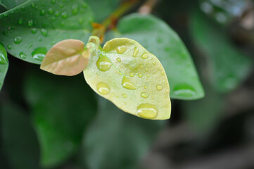ficus pumila or climbing fig or MORACEAE and dew drop