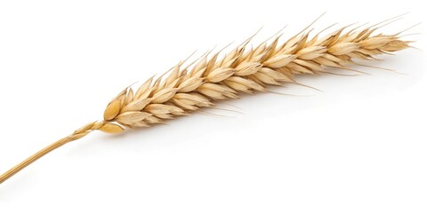 ear of wheat