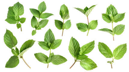 Fototapeta premium Fresh mint leaves, isolated on white background