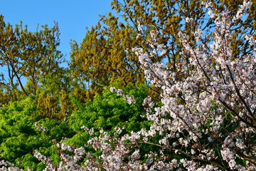 Spring mountain trees and cherry blossoms.