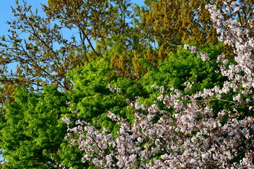 Spring mountain trees and cherry blossoms.