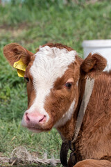 Close-up of a young brown calf grazing on fresh green grass outdoors.